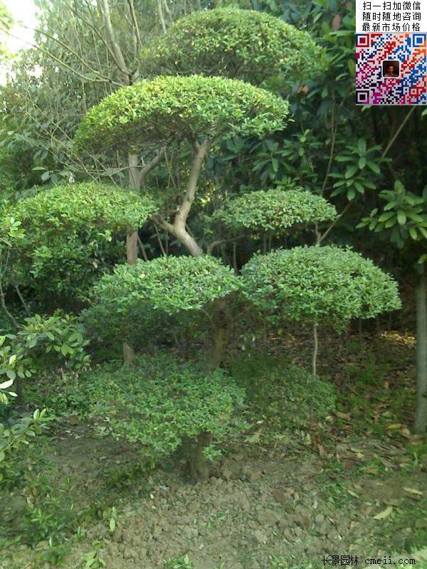 小葉女貞造型樹 小葉女貞造型樹