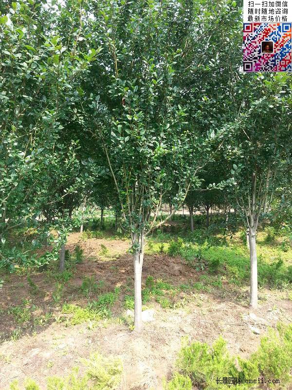 西府海棠 西府海棠