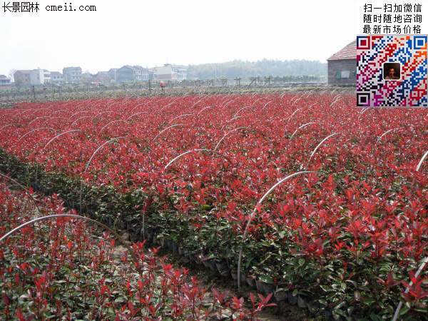 紅葉石楠--長景園林 紅葉石楠--長景園林
