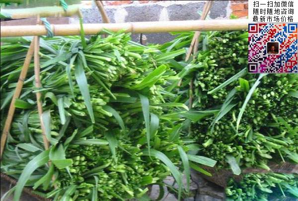 皇竹草圖片 皇竹草圖片