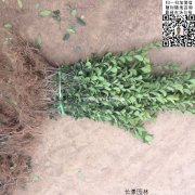 哪里有大葉黃楊綠籬苗 價格是多少？