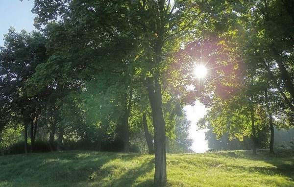 園林綠化苗木 園林綠化苗木