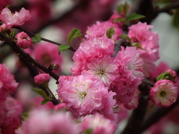 重瓣榆葉梅 重瓣榆葉梅