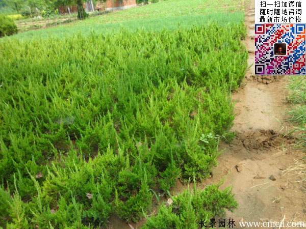 50公分小龍柏小苗 50公分小龍柏小苗