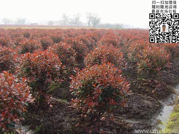 紅葉石楠小苗 紅葉石楠小苗