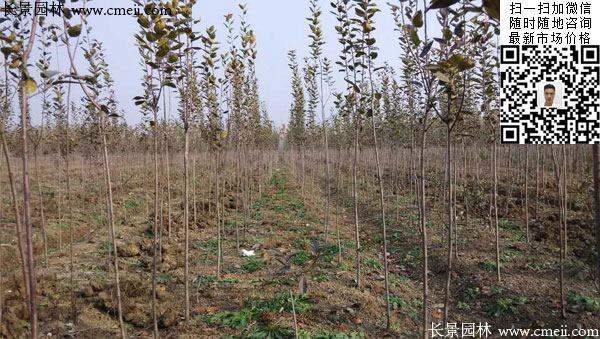 最新西府海棠價(jià)格_報(bào)價(jià) 最新西府海棠價(jià)格_報(bào)價(jià)