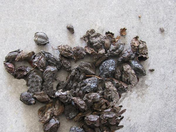 十大功勞種子 十大功勞種子