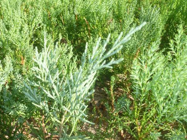 沙地柏和鋪地柏的區別?