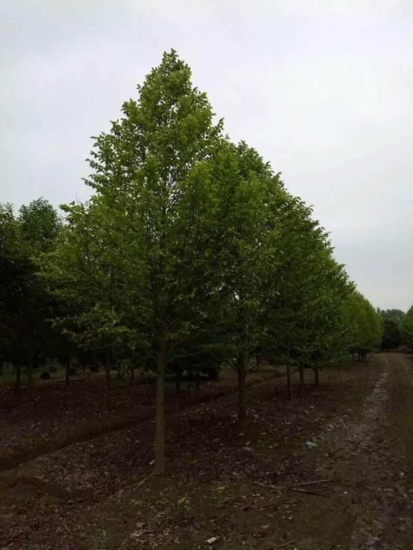 紫玉蘭開花圖片 紫玉蘭開花圖片