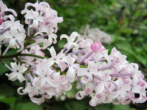 丁香花的花語是什么?