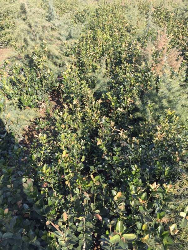 蕭山大葉黃楊價格 蕭山大葉黃楊價格