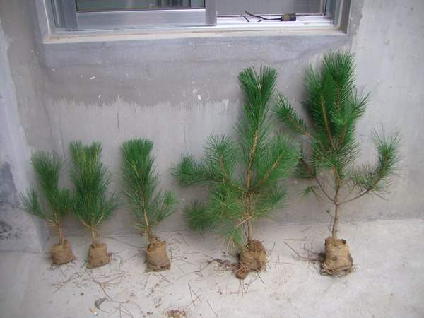 黑松種子什么時(shí)候種好，怎么種發(fā)芽率高？