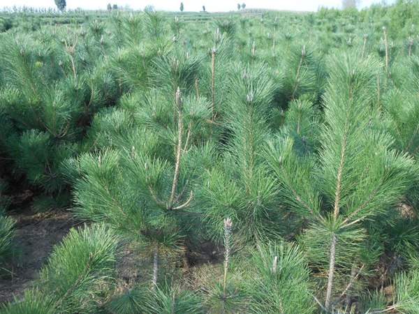 黑松種子什么時(shí)候種好，怎么種發(fā)芽率高？