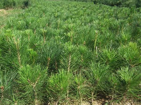 黑松種子什么時(shí)候種好，怎么種發(fā)芽率高？