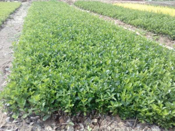 大葉黃楊扦插小苗 大葉黃楊扦插小苗