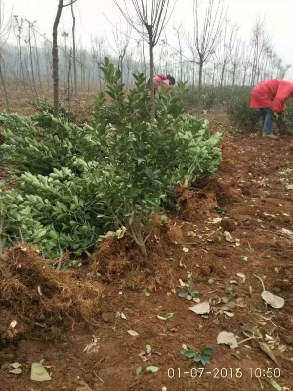 河南大葉黃楊苗 河南大葉黃楊苗