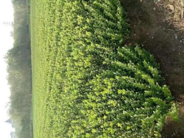 山西大葉黃楊 山西大葉黃楊