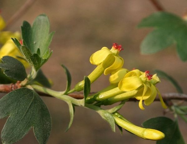 黃花丁香 黃花丁香