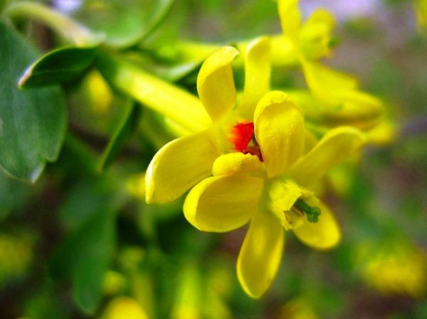 黃花丁香 黃花丁香