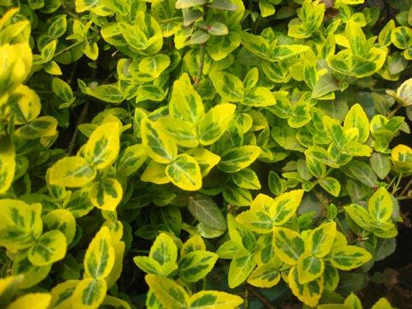 金邊扶芳藤 金邊扶芳藤