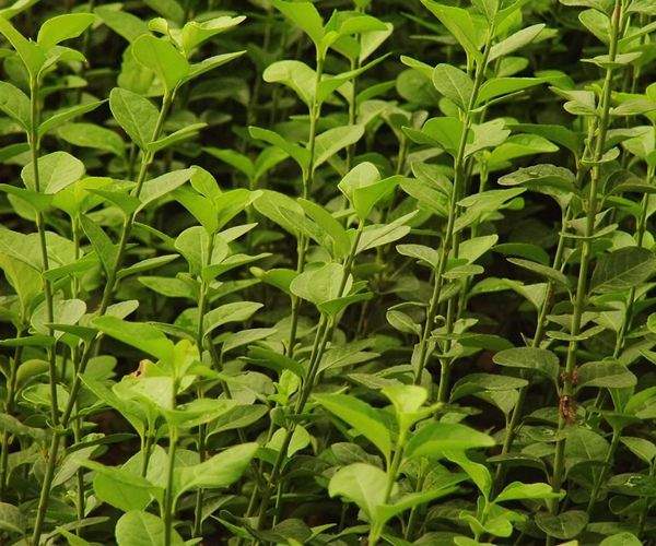 扶芳藤苗 扶芳藤苗