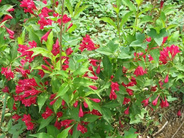 紅王子錦帶價格大幅上漲，存量不足是主因