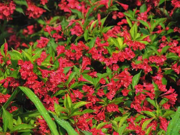 紅王子錦帶價格大幅上漲，存量不足是主因