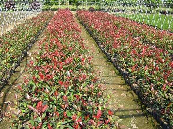 紅葉石楠夏季如何進行扦插育苗 紅葉石楠夏季如何進行扦插育苗