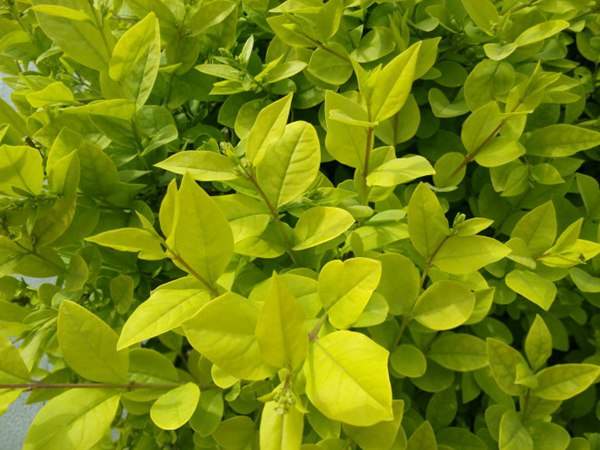 金葉女貞如何進行繁殖育苗?