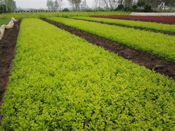 金葉女貞常見的病蟲害以及如何防治經驗分享 金葉女貞常見的病蟲害以及如何防治經驗分享