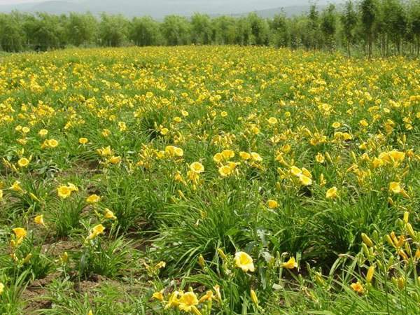 供應優質金娃娃萱草 供應優質金娃娃萱草