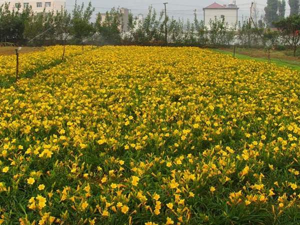 供應優質金娃娃萱草 供應優質金娃娃萱草