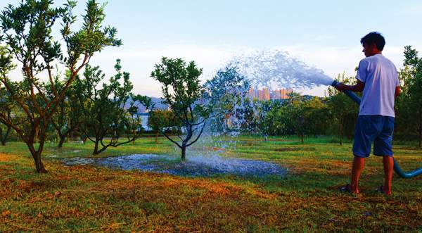 苗木抗旱澆水灌溉 苗木抗旱澆水灌溉