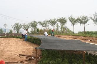 苗木遮陽防曬 苗木遮陽防曬
