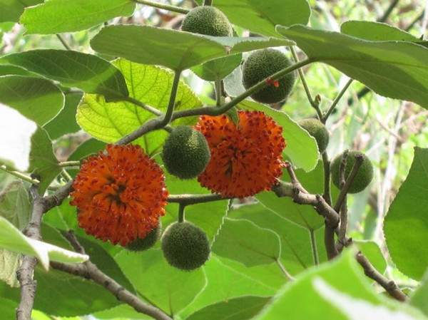 構(gòu)樹(shù)果實(shí) 構(gòu)樹(shù)果實(shí)