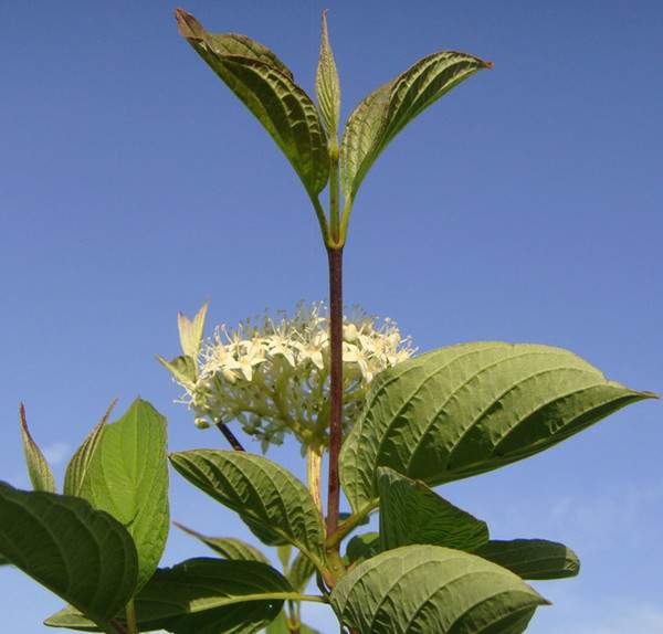 紅瑞木花-長景園林 紅瑞木花-長景園林