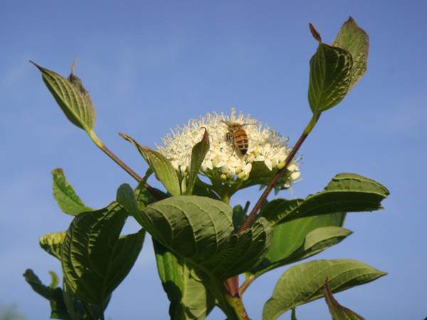 紅瑞木花-長景園林 紅瑞木花-長景園林