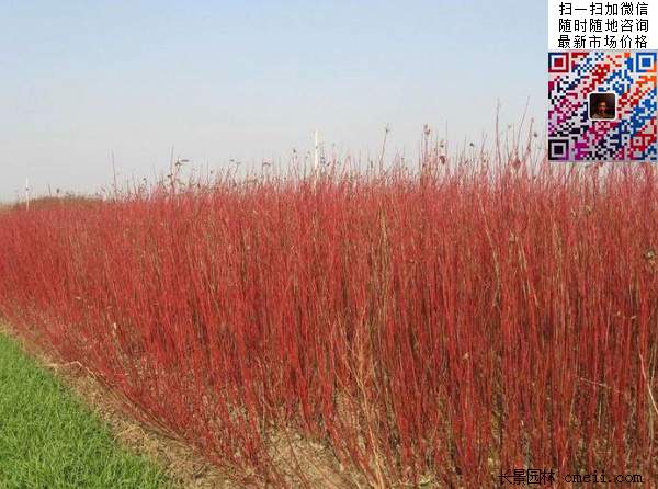 紅瑞木-長景園林 紅瑞木-長景園林