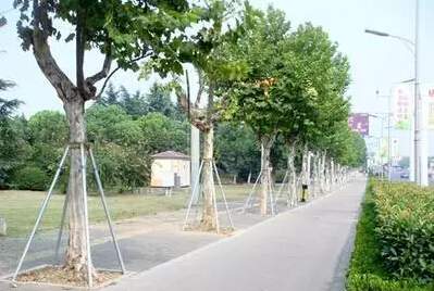 行道樹設(shè)立支架防風倒伏 行道樹設(shè)立支架防風倒伏