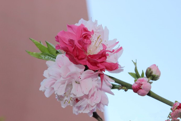 雙色綠葉碧桃--長景園林 雙色綠葉碧桃--長景園林