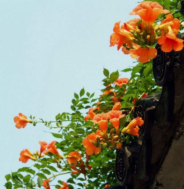 從墻內(nèi)攀援出來的凌霄 從墻內(nèi)攀援出來的凌霄