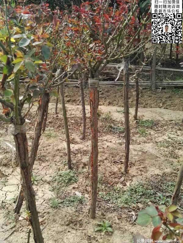 月季樹狀月季花基地 月季樹狀月季花基地