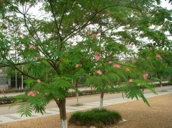 小區(qū)里的合歡樹(shù) 小區(qū)里的合歡樹(shù)