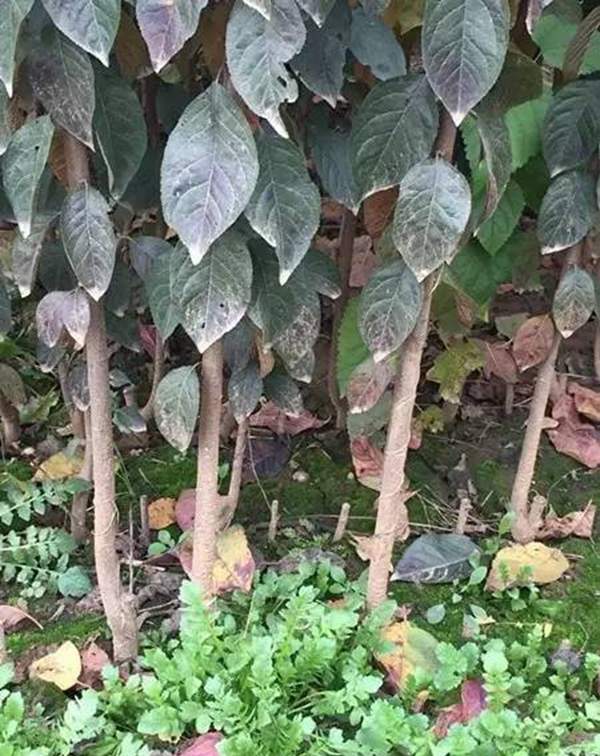 速生紅葉李近照 速生紅葉李近照