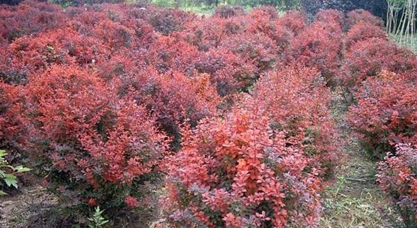 紅葉小檗球 紅葉小檗球