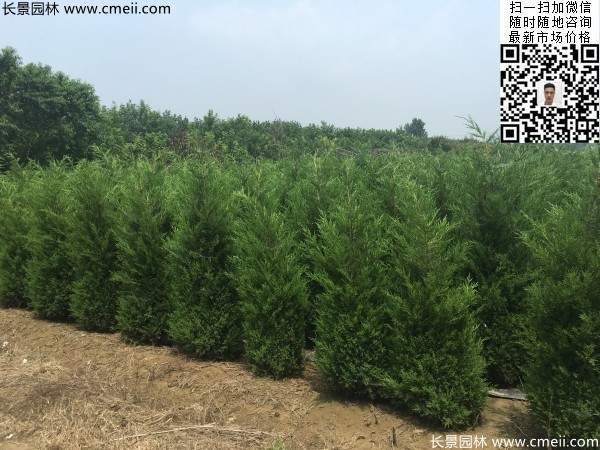 高度1米1.2米蜀檜精品苗優惠價格出售 高度1米1.2米蜀檜精品苗優惠價格出售