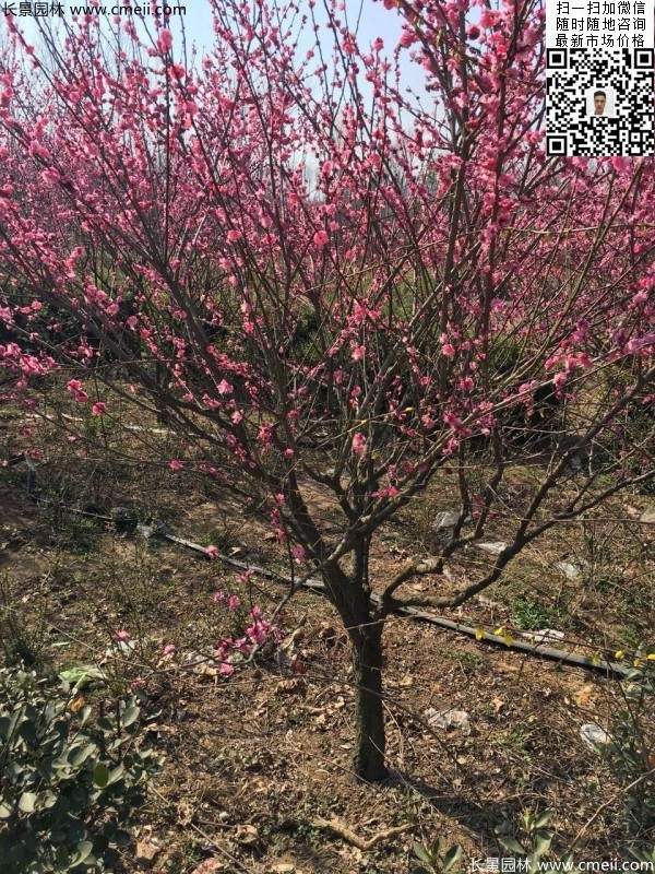 紅梅花紅梅樹(shù)紅梅價(jià)格圖片 紅梅花紅梅樹(shù)紅梅價(jià)格圖片