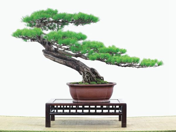 有著百變造型之王的五針?biāo)墒窃鯓訜挸傻?/><br/></div><p><strong>(1)取、審材</strong><br/>我國引種栽培五針?biāo)桑捎诮Y(jié)實少,且多發(fā)育不良,種粒<a href='http://www.kuroba.com.cn/huahaijianshe/138890.html' target='_blank'>發(fā)芽率</a>低,故多采用嫁接法繁殖。<br/>盆栽五針?biāo)桑侵谱魑遽標(biāo)膳杈暗闹饕牧稀K母Γ煞耧@露,樁干有無彎度,哪些地方突出好看,都要仔細(xì)審視一番。通過審材,找出好觀賞面。五針?biāo)捎^賞價值高低,在于姿色的奇妙與否。通過審材,進行藝術(shù)取舍,決定部分根、枝、干、針葉的去留。<br/><strong>(2)上盆</strong><br/>①選盆:五針?biāo)勺藨B(tài)清秀古雅、翠葉蔥籠,宜用外型古雅,色澤深沉的紫砂陶盆。懸崖式用中深圓形盆或正方盆;斜干式、直干式則用長方形盆或橢圓盆;曲干式用稍深的馬槽盆;合栽式用較淺長方形盆,其大小可視樹形而選定。<br/>②用土:栽植五針?biāo)傻呐柰烈擞觅|(zhì)地疏松、肥沃的微酸性土,按輕壤60%,砂土3o%a與腐殖土to%的比例以及腐熟餅肥1份混合使用,PH值5-6最宜。<br/>③栽植:五針?biāo)缮吓柙灾惨源杭拘氯~吐芽前3月左右最好,也可在秋季新枝成長后8月中旬至9月進行。上盆前修剪傷根、爛根,剪短粗根,在剪口上涂蠟,以防松脂外流。栽時盆土要稍干,盆底墊一層碎瓦片及粗砂之類,以利排水透氣。<br/>④造型與布局:五針?biāo)芍l自然形成層片,層次分明,線條清晰;生長緩慢,枝干上無不定芽萌發(fā),因此不耐修剪。粗枝不易屈曲,蟠扎造型必須從幼齡樹開始,五針?biāo)稍煨蛻?yīng)以吊扎為主,結(jié)合修剪,作為基本方法。<br/>制作五針?biāo)膳杈埃推渌?盆栽五針?biāo)桑侵谱魑遽標(biāo)膳杈暗闹饕牧稀K母Γ煞耧@露,樁干有無彎度,哪些地方突出好看,都要仔細(xì)審視一番。通過審材,找出好觀賞面。五針?biāo)捎^賞價值高低,在于姿色的奇妙與否。通過審材,進行藝術(shù)取舍,決定部分根、枝、干、針葉的去留。<br/><br/><strong>制作五針?biāo)膳杈埃推渌杈耙粯樱⒅嘏杳娴牟季郑v究自然,給人以舒適的美感。</strong><br/>盆面布局,應(yīng)有疏有密,或“疏能走馬”,或“密不通風(fēng)”。要突出主體,在一盆中,合栽幾株五針?biāo)桑怀鲋黧w,其余則為烘托與陪襯。<br/>盆面布局,要講究層次,這在盆中表現(xiàn)為粗細(xì)、大小的對比。細(xì)到一枝一根上下功夫,使之形象生動,景中有景。樹樁的枝干、針片,各占盆面多少位置,樹、石、亭、橋、屋宇、人物小品等配件的大小,要精心安排,恰到好處,突出盆景主題。總之充分運用藝術(shù)造型和造景手法以提高盆景的整體藝術(shù)美。<br/><br/></p><div align=