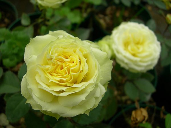 柯德娜(Bonanza) 柯德娜(Bonanza)