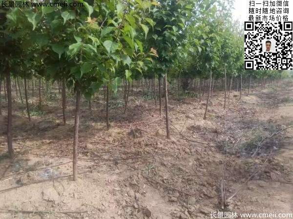 國內數一數二紅梅花產地,你知道幾個